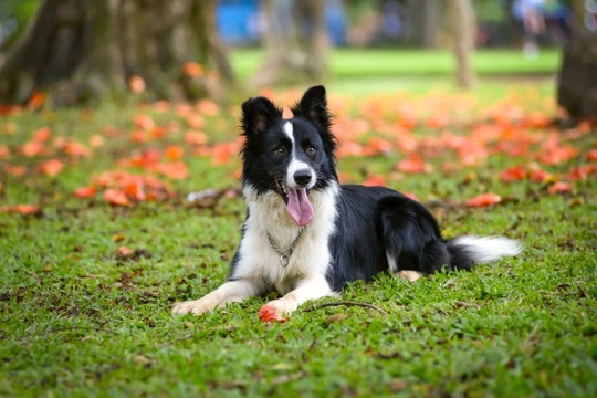 The ten commandments of dog park courtesy