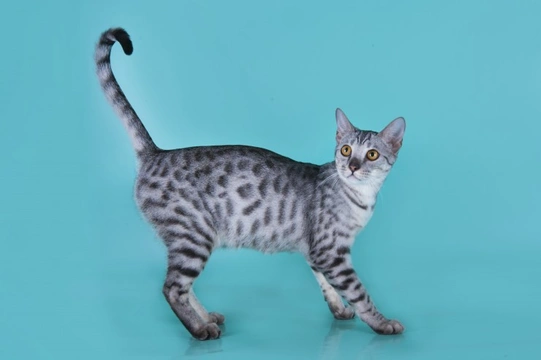 The desirable and expensive Savannah cat