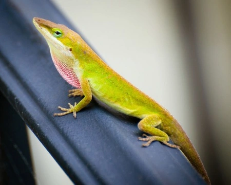 What is an Anole?