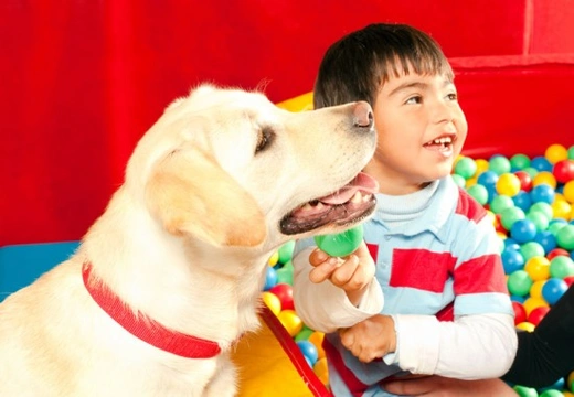 All About Therapy Dogs