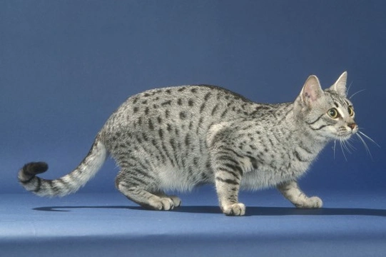 The Egyptian Mau cat breed
