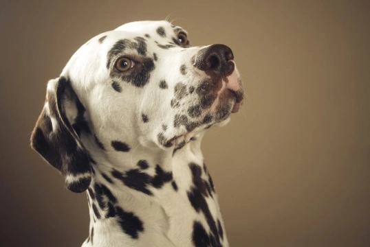 do all dalmatians go deaf? 2