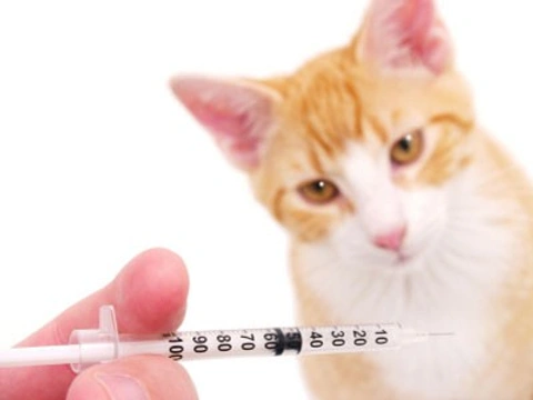 Cómo darle medicinas a tu gato