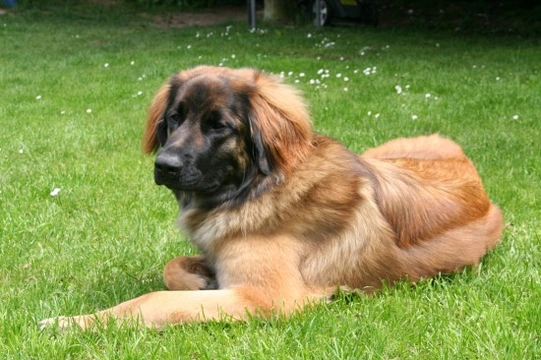 Leonberger polyneuropathy 2024