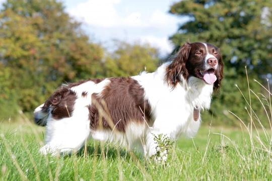 Training english sale springer spaniel