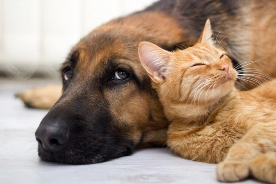 Do plug-in pheromone diffusers for cats and dogs really work?