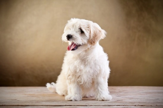 Top Tips on How to Deal with Allergies in the Bichon Frise Pets4Homes