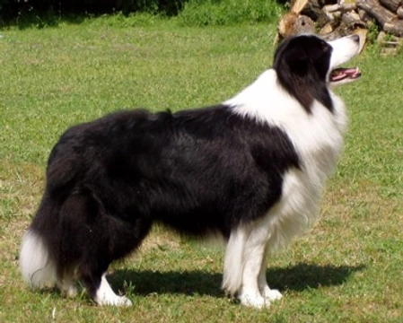 Le 5 domande più ricercate nel web sul Border Collie