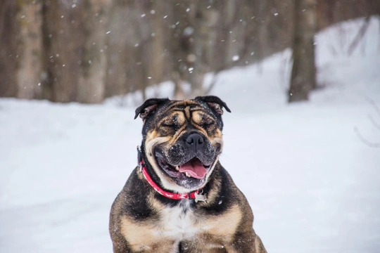 Five common questions about caring for your dog during the winter