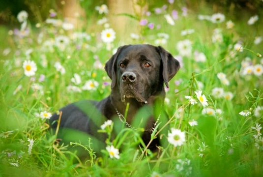Protecting your dog against biting and stinging bugs