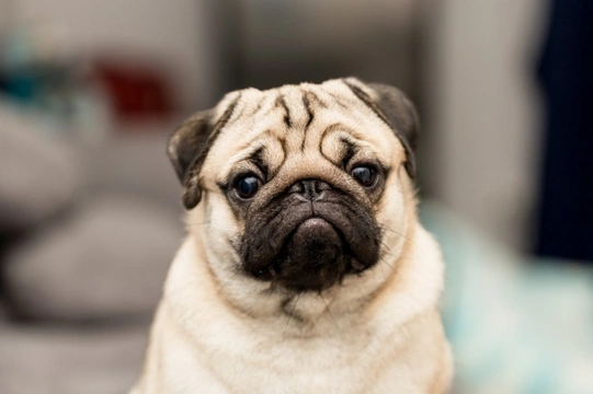 Kennel Club data shows the pug’s popularity may be on the wane – but is it?