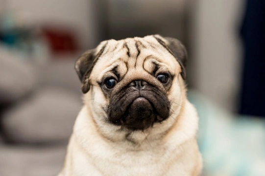 Kennel club pug store breeders