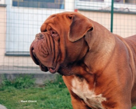 Le cure, la salute e il temperamento del Dogue de Bordeaux