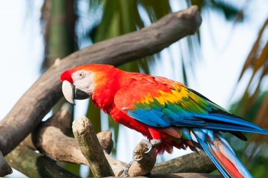 The Scarlet Macaw