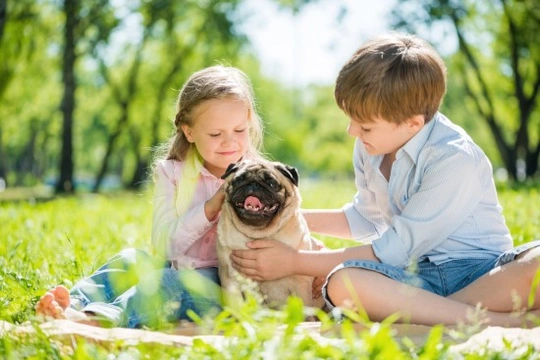 10 Great Tricks Your Kids Can Teach a Family Dog