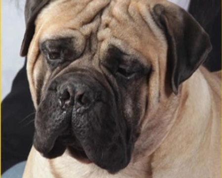 Il Bullmastiff è un cane da guardia, paziente e affettuoso