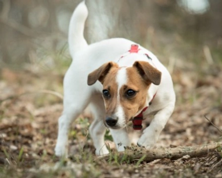 Cane The Mask: il Jack Russell protagonista dell'omonimo film