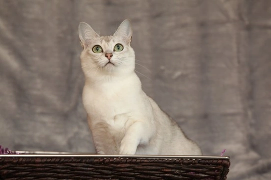 Is a Burmilla the right cat for you?