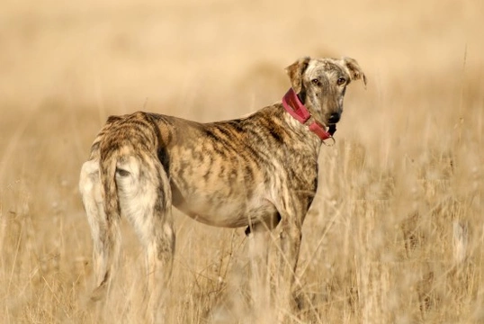 Greyhound longevity and hereditary health