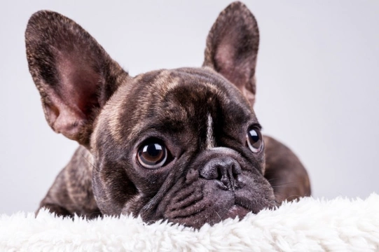 Five unexpected health conditions that could be behind your dog’s cough