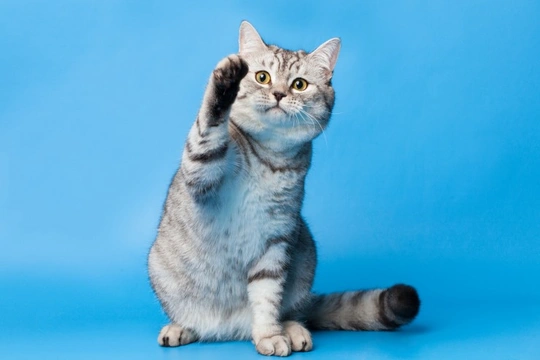 Fascinating Facts About Your Cat's Paws