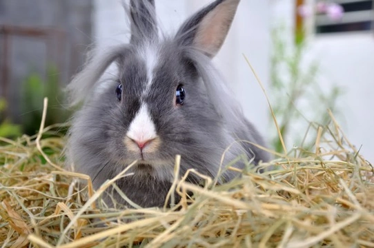 Should I buy or adopt a rabbit?