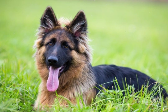 What makes the German shepherd such an enduringly popular dog breed?