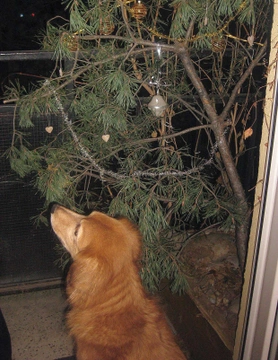 Psi pod stromečkem aneb psí Vánoce