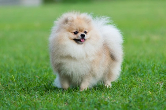 What does a pomeranian dog best sale look like