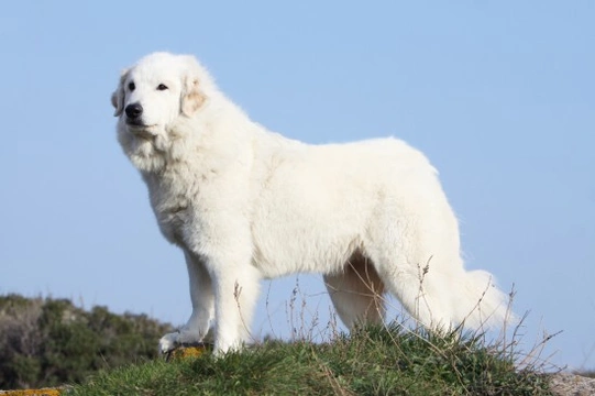 The origins of the Great Pyrenees dog breed