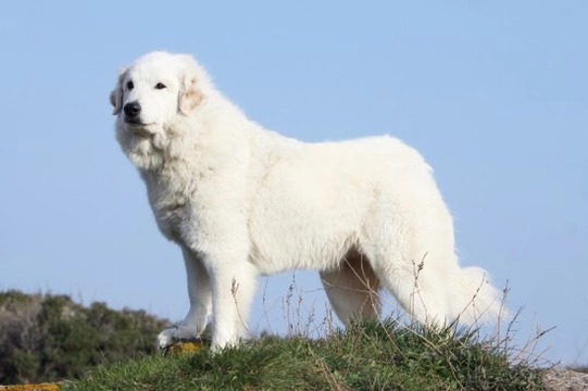 Great pyrenees mountain dogs hot sale breeds