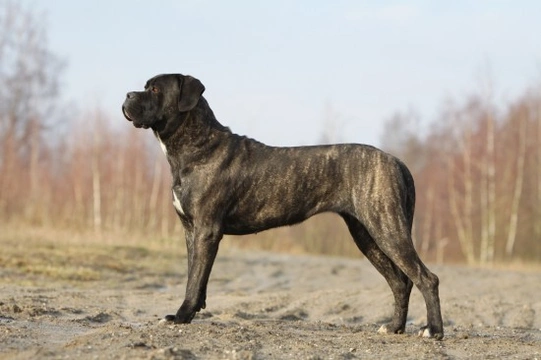 Cane corso hot sale temperament quiet