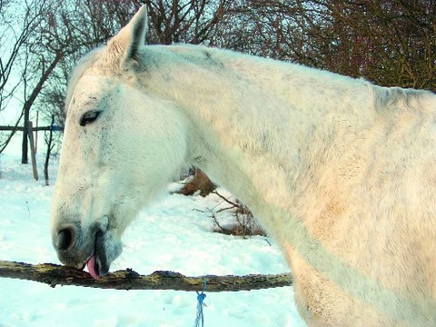 Malá veterinární příručka pro milovníky koní - díl 4.