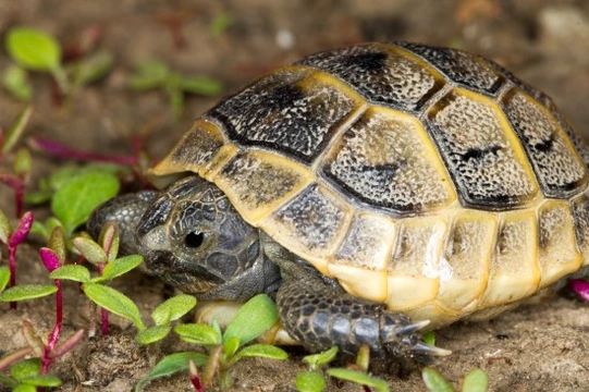 Common Health Issues In Tortoises