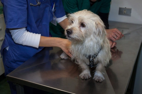 Five different types of veterinary specialists