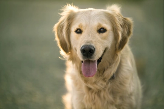 Dog Breeds Prone to Seizures