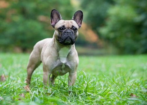 Understanding bronze, silver and gold health certification for French bulldogs