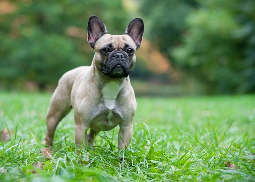 Silver 2024 french bulldog