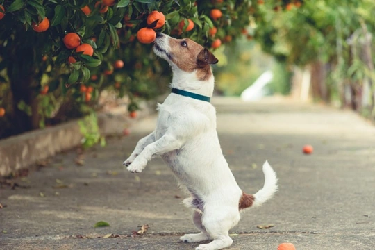 What fruits can you grow in your UK garden that won’t harm your dog if they eat them?