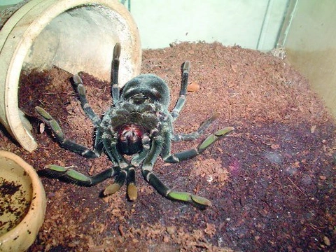 Pamphobeteus antinous