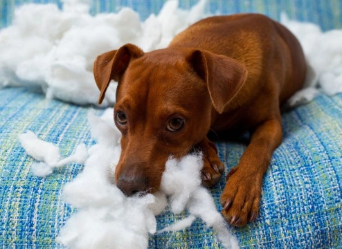 Homemade dog deterrents that are safe for your dog