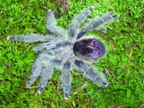 Avicularia sp. a její odchov