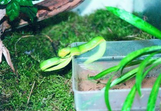 Chřestýšovci – hadí klenoty dálné Asie (2. díl)