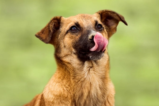 Five interesting things that dogs use their tongues for