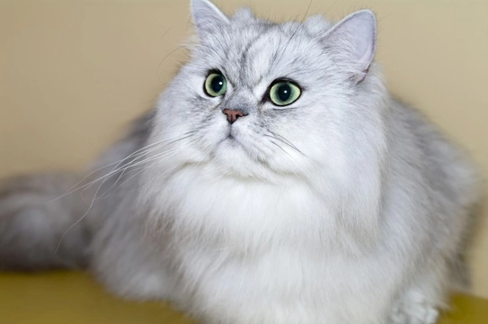 Persian Cats and Polycystic Kidney Disease