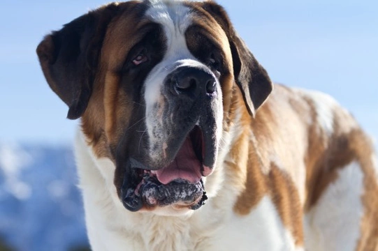 All about the St. Bernard dog