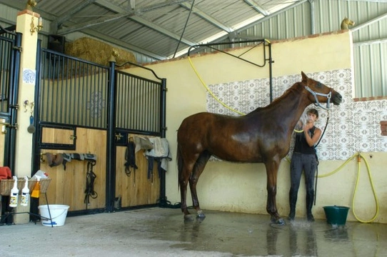 Horse Care - Stable and Grooming Equipment
