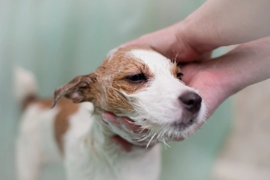 How to Cope with Dogs Suffering with Malassezia Dermatitis