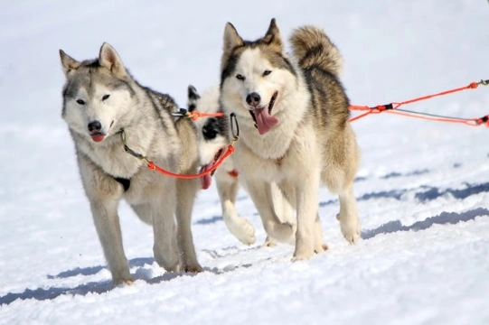 More about sled dog breeds