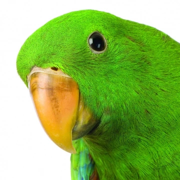 Netradiční doplňky ve výživě papoušků